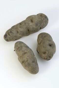Potatoes / (Solanum tuberosus spec.)