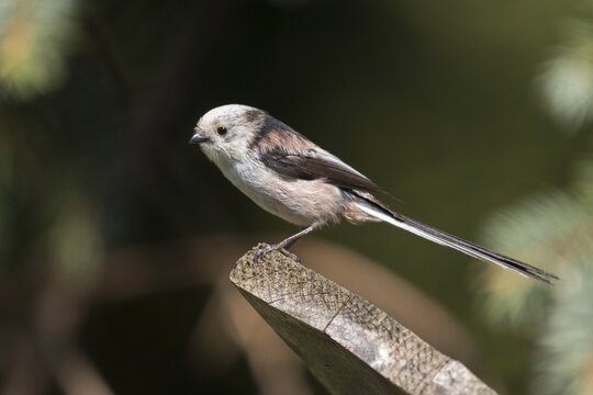 Aegithalos caudate, long-tailed tit, birds, tits, passeri, songbirds, songbirds, tits, birds
