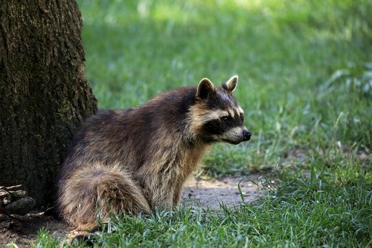 Raccoon (Procyon lotor), adult, sitting at tree, watchful, captive