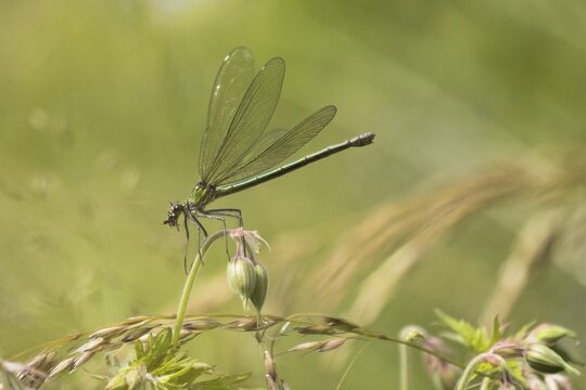 Banded demoiselle (calopteryx splendens), female with prey, on Meadow cranesbill (Geranium pratense), Hesse, Germany