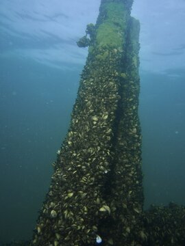 Post under water, occupied by numerous mussels, quagga triangle mussel (Dreissena rostriformis bugensis), invasive species. Dive site Wildsau, Berlingen, Lake Constance, Switzerland