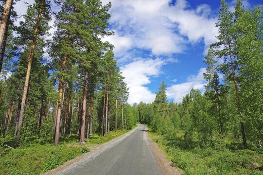 A road leads through a thick forest under a blue sky with white clouds, Jotunheimvegen, Norway