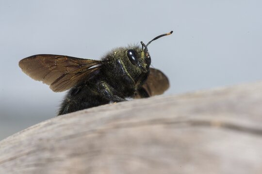 Apidae, bees, blue wood bee, large wood bee, hymenoptera, violet-winged wood bee, xylocopa violacea, insects, insects, violet carpenter bee