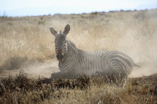 Cape mountain zebra (Equus zebra zebra), adult, during sandbath, Mountain Zebra National Park, Eastern Cape, South Africa