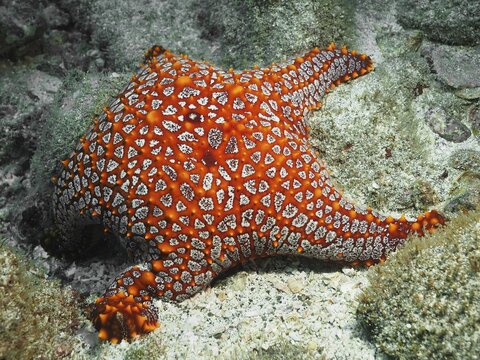 A red starfish with striking patterns, the Panamic cushion seastar (Pentaceraster cumingi), lies on the seabed at the Sombrero Reef dive site, Playa Flamingo, Costa Rica, Pacific Ocean