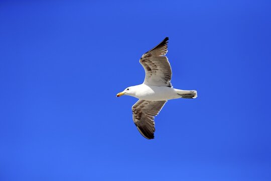 Kelp Gull (Larus dominicanus), adult, flying, Betty's Bay, Western Cape, South Africa