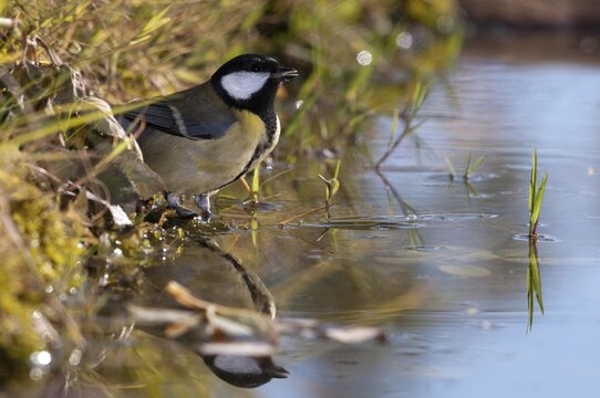Great tit, great tit, parus major, bath, bird bath, birds, tit, passeri, songbirds, songbirds, tits, potions, birdbath, birds, watering place