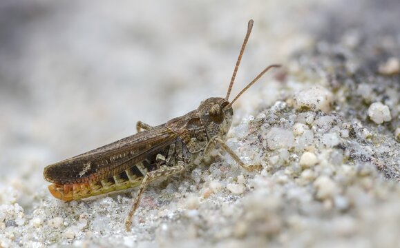 Acrididae, caelifera, common club grasshopper, spotted club scare, gomphocerinae, club scare, short-feeler, mottled grasshopper, myrmeleotettix maculatus, grasshoppers, grasshoppers, insects, males, males