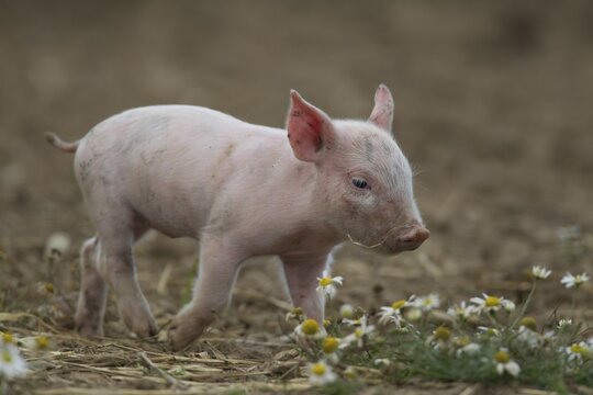 Domestic Pig (Sus scrofa domesticus), piglet in a field, Suffolk, United Kingdom