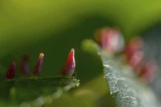 Bugle gall mite, eriophyes tiliae, lime nail gall mite, linden gall mite, linden gall mite, summer linden squirrel gall mite, pin gall, mites