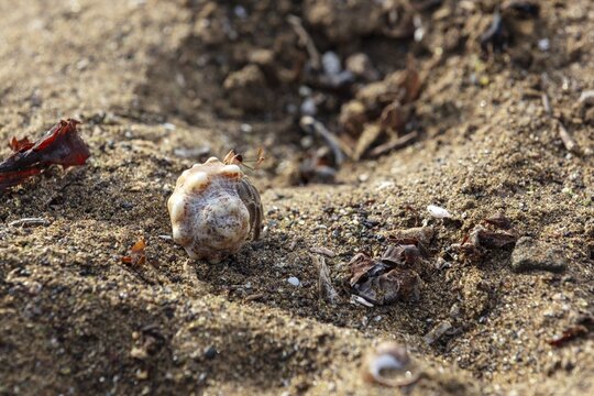 Hermit crab (Calcinus explorator), Galapagos, Ecuador