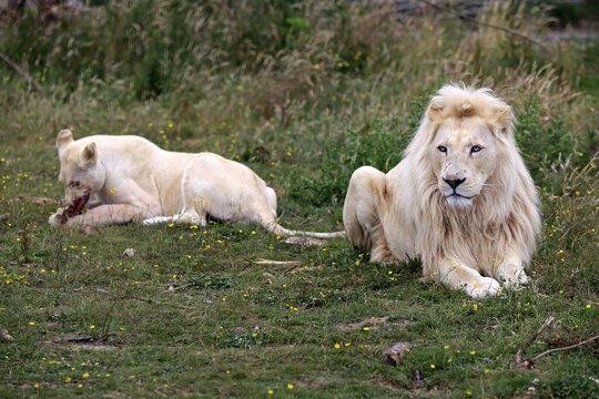 Lions (Panthera leo), adult pair, white lions, colour mutation, female feeding, native to Africa, captive, England, United Kingdom