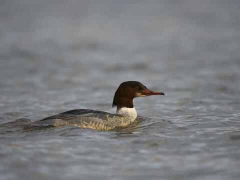 Goosander or Common Merganser (Mergus merganser), Rhineland-Palatinate, Germany