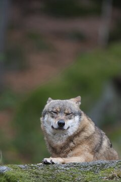 European wolf (Canis lupus lupus) adult animal resting on a rock in a woodland, Baveria, Germany, Captive