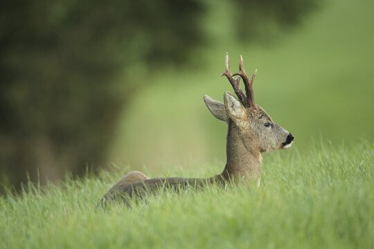 Roe deer, buck of six in grey winter coat lying in meadow, Allg&auml;u, Bavaria, Germany