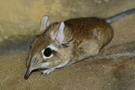Rufous elephant shrew (Galegeeska rufescens, Elephantulus rufescens), captive, occurring in East Africa
