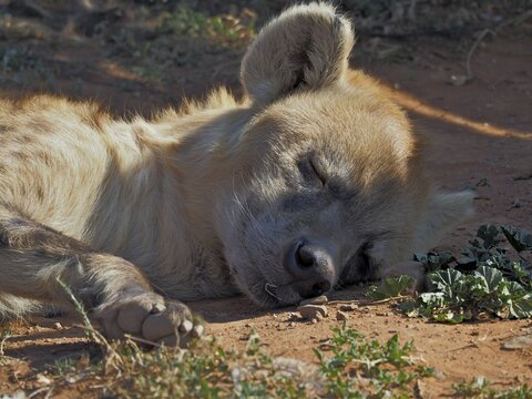 Sleeping spotted hyena (Crocuta crocuta) in Addo Elephant National Park, South Africa