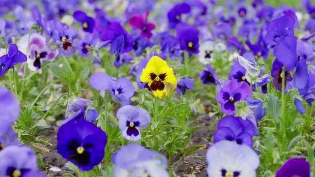 single yellow pansy flower among blue pansies on flowerbed, bright yellow viola flower standing out in blue flower field, close up of vibrant yellow pansy in bed of blue spring flowers