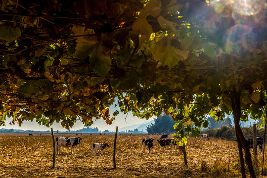 Vineyards and wine fields in Chile - Valle Central Santiago district