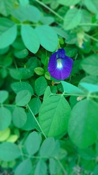 Single blue Asian pigeonwings flower blooming outdoors on a leafy vine, used for herbal tea and natural dye.