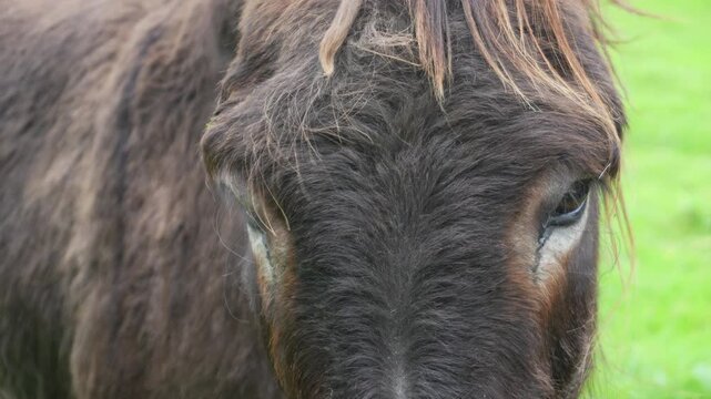Donkey, closeup on Face and Eyes. Brown donkey with his mane blowing in wind on a farm, slow motion.