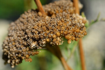 Yarrow seeds - Latin name - Achillea filipendulina © nahhan