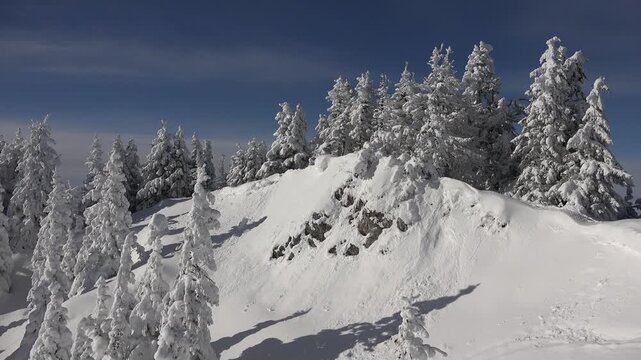 Ski Alpine in Winter, Conifer Forest in Snow, Vacation Resort Landscape, Fir Trees