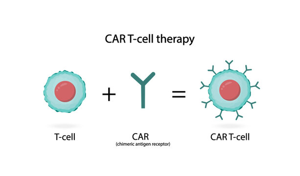 T-cell and Chimeric antigen receptor T cell ,CAR T cell therapy, for use in immunotherapy. chemotherapy. vector illustration.	