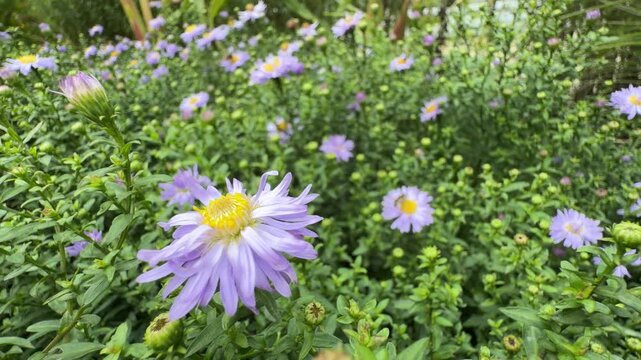 Hoverfly mimicking a bee on purple aster, macro shot in lush garden setting