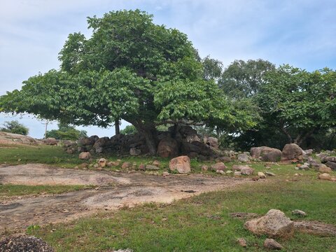 Majestic Trees Across Rocky Open Ground