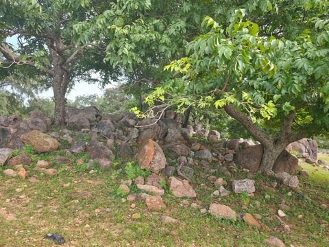 Rocky Garden Beneath Spreading Green Trees