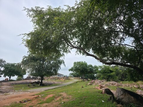 Spreading Tree Over Peaceful Countryside