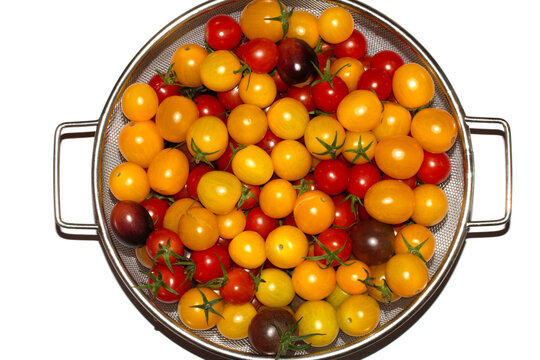 Mixed colour tomatoes on a white background plentiful harvest