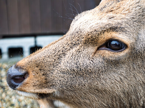 やさしい瞳に吸い込まれる愛しき鹿