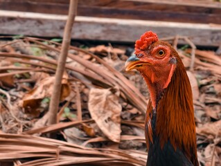 A gamecock standing tall, featuring a combination of reddish neck feathers and a glossy black tail with a greenish sheen. © Natho Eman
