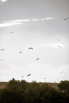 A flock of birds flies above trees beneath a bright cloudy sky. The scene represents wildlife, freedom and seasonal bird migration.
