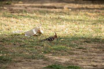 A hoopoe is foraging in the grass near discarded paper. This scene illustrates the habitat of wild animals, anthropogenic waste, and the human impact on the environment. © Ekaterina Uteva