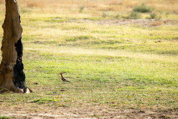 A hoopoe stands on the grass by a tree trunk in the middle of an open field. This scene embodies wildlife, a natural habitat, and life in the wild. © Ekaterina Uteva