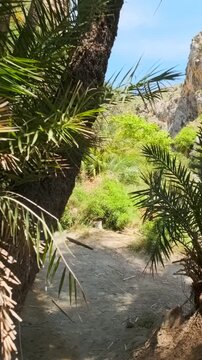 Walking with steadycam stedicam in the palm tree forest of Cretan date palm Phoenix theophrastii of Preveli, Crete island, Greece