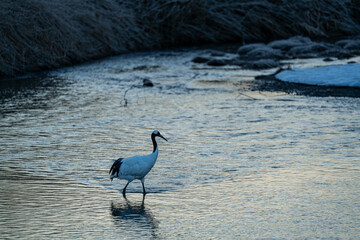 Fototapeta premium a red crowned crane in the river