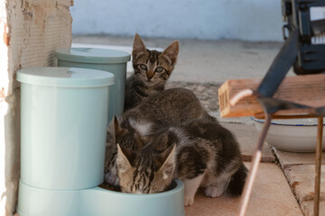 A surveillance and tracking camera monitoring a growing feline colony with small kittens. © LaSierragPhotoGraphy
