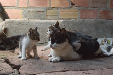 Farm kittens. © LaSierragPhotoGraphy