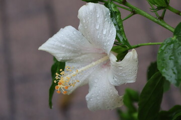 A white hibiscus flower wet with rain © Mt. Cape