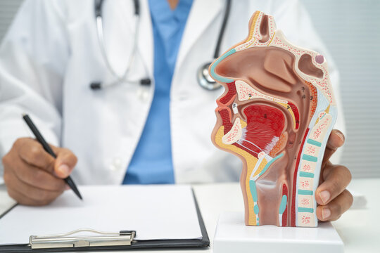 Asian doctor with nasal oral throat cavity neck human anatomy model for study diagnosis and treatment in hospital.