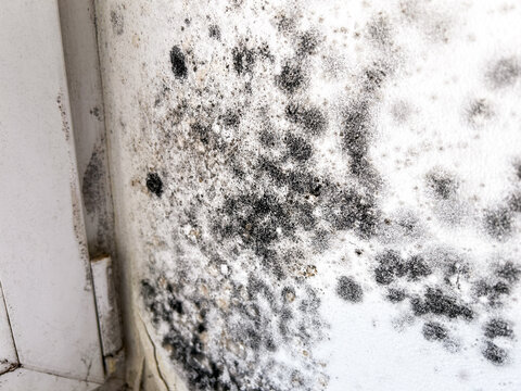 Black mold growth on window frames and slopes caused by high indoor humidity. Serious housing problem leading to health risks. Urgent repair and cleaning needed