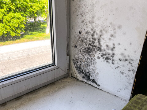 Mold on window slopes due to high humidity indoors. Clear example of poor living conditions damaging health. Neglected flat highlights bad housing, hygiene problems, health risks