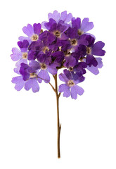 Obraz premium PNG Pressed purple flowers bouquet
