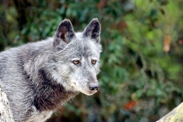 loup © schoefolt