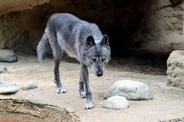 loup © schoefolt