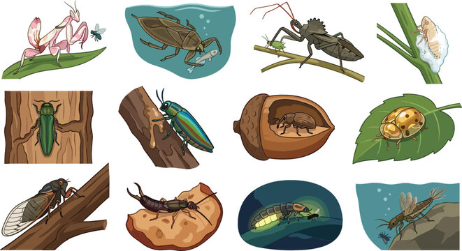 Insects and Bugs Behavior Collection Vector Illustration Featuring Orchid Mantis Water Bug Firefly Cicada and Earwig for Biology Education Designs